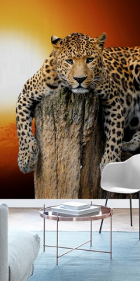 Állatos poszter TPALL014